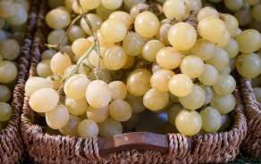 White Chasselas grapes (France)