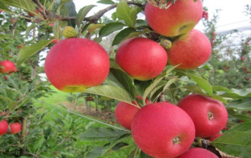 Pommes Diwa