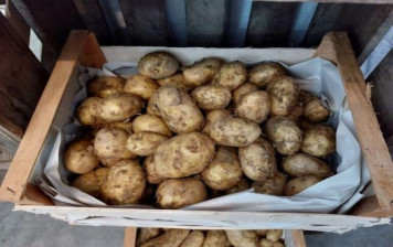Pommes de terre Victoria BIO